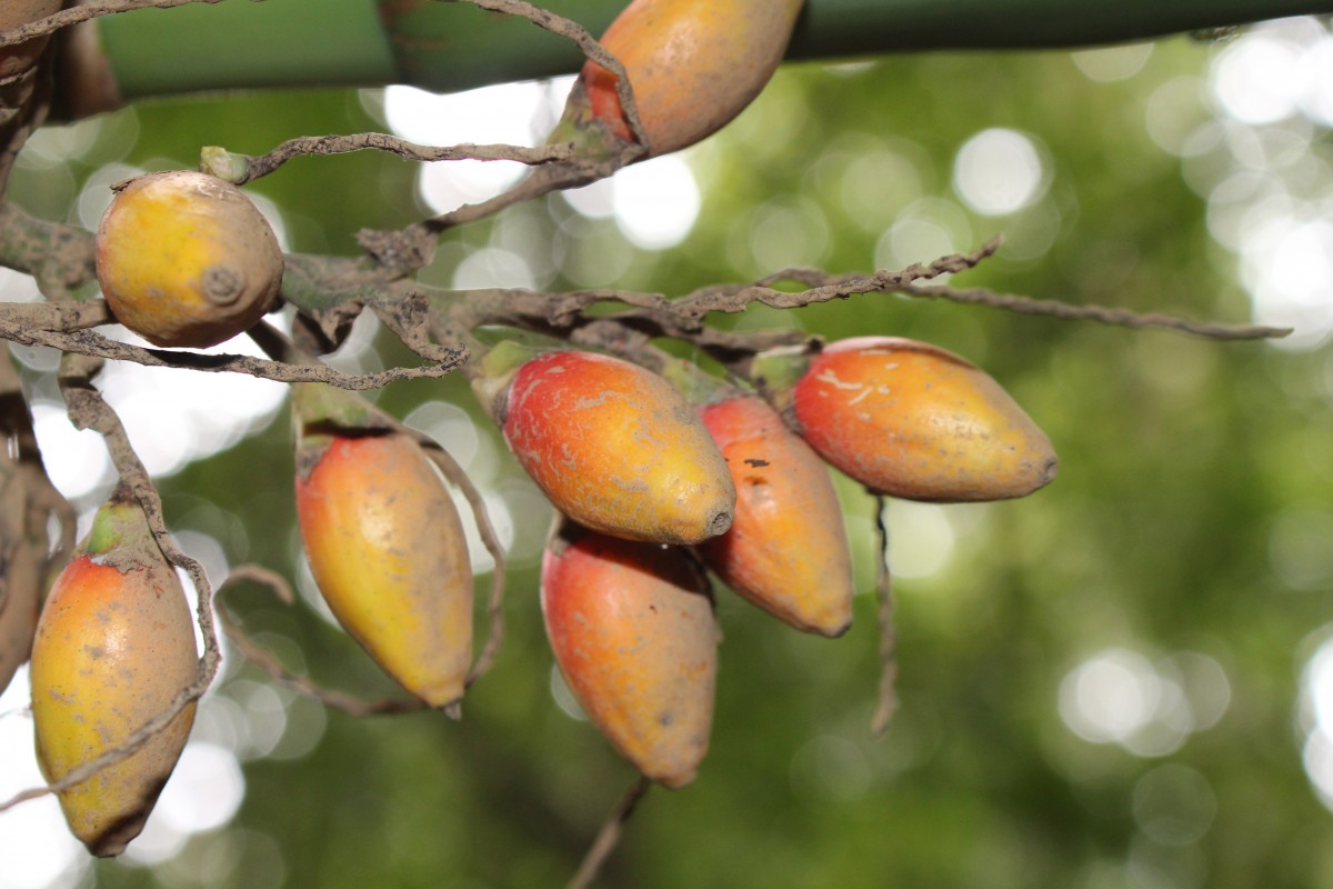 Areca concinna Thwaites